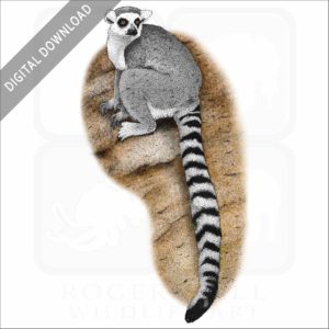 Ring-Tailed Lemur stock image