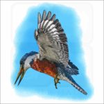 Ringed Kingfisher illustration