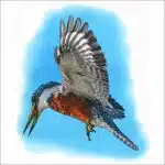 Ringed Kingfisher illustration
