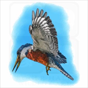 Ringed Kingfisher illustration
