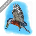 Ringed Kingfisher stock image