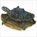 Ringed Map Turtle or Ringed Sawback illustration