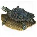 Ringed Map Turtle or Ringed Sawback illustration