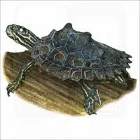 Ringed Map Turtle or Ringed Sawback illustration