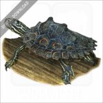 Ringed Map Turtle or Ringed Sawback stock image