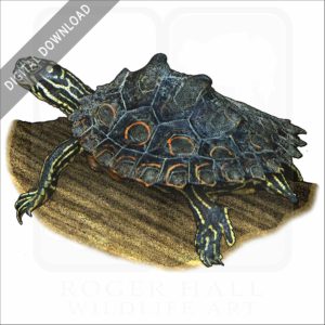 Ringed Map Turtle or Ringed Sawback stock image