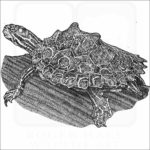 Ringed Map Turtle or Ringed Sawback