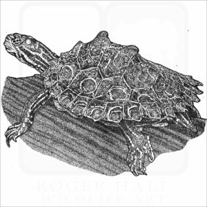 Ringed Map Turtle or Ringed Sawback