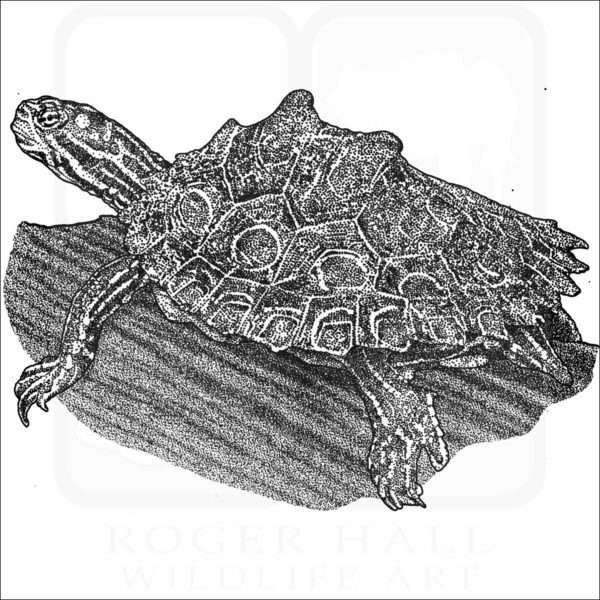 Ringed Map Turtle or Ringed Sawback