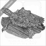 Ringed Map Turtle or Ringed Sawback