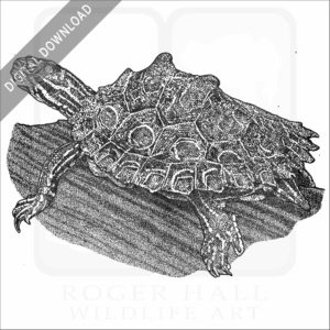 Ringed Map Turtle or Ringed Sawback