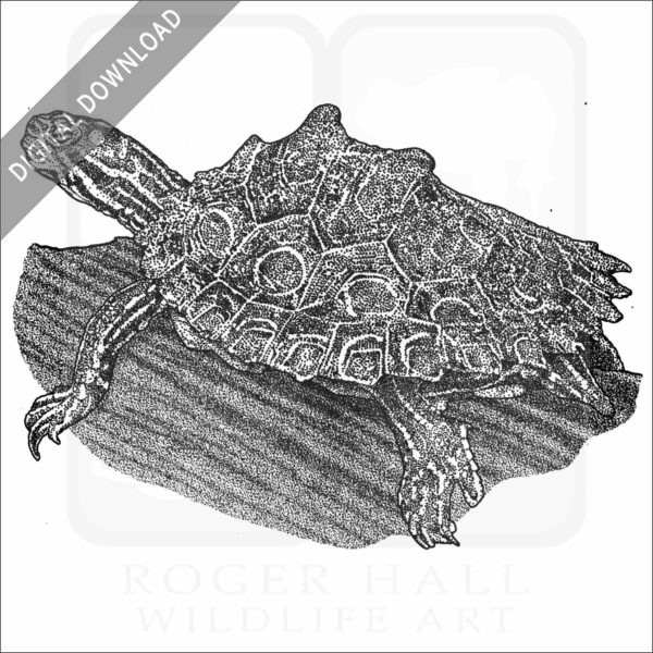 Ringed Map Turtle or Ringed Sawback