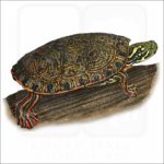Rio Grande Cooter illustration
