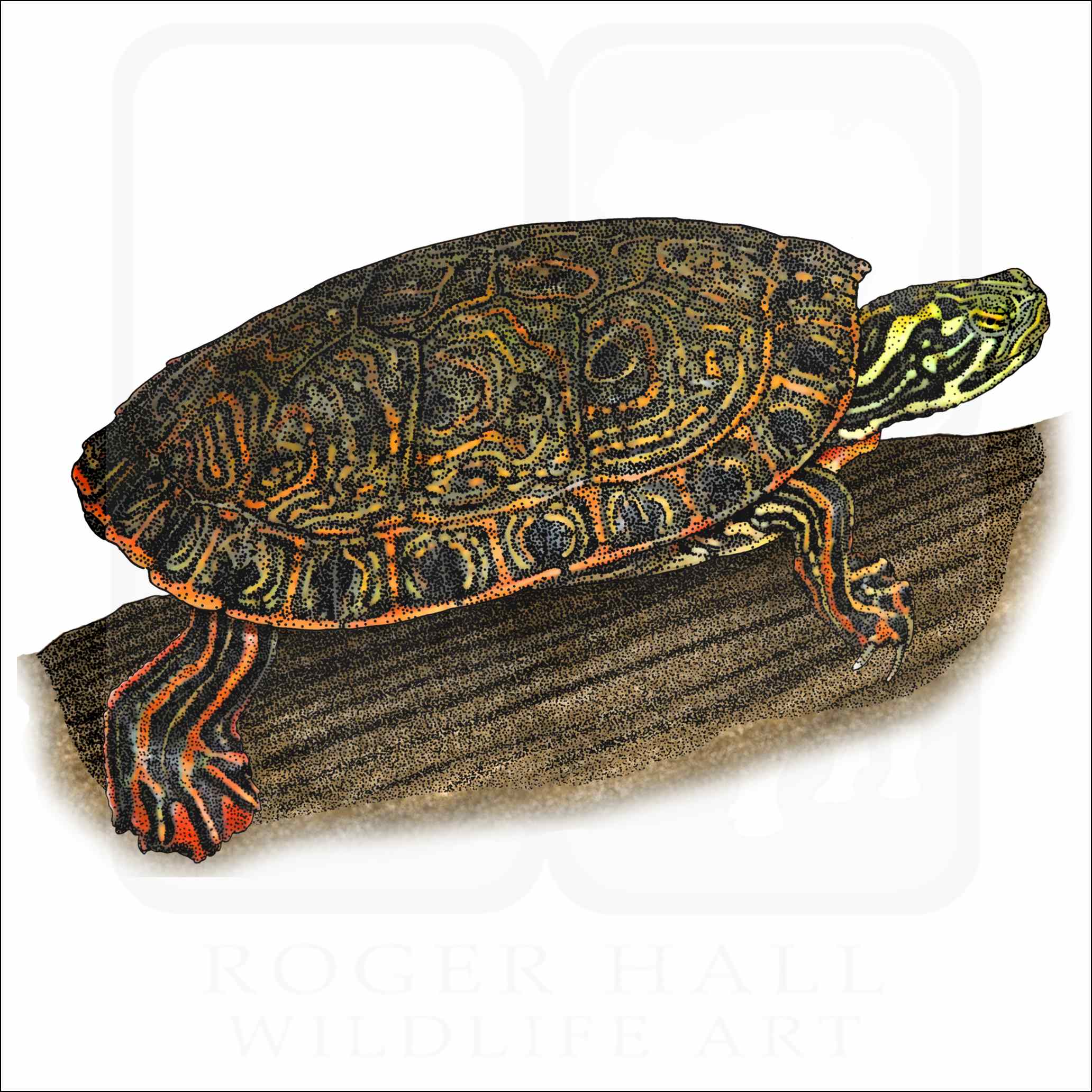 Rio Grande Cooter Rio Grande Cooter illustration