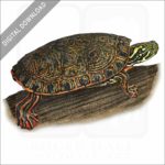 Rio Grande Cooter stock image