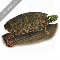 Rio Grande Cooter stock image