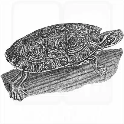 Rio Grande Cooter