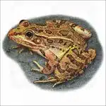 Rio Grande Leopard Frog illustration