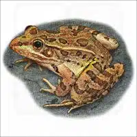 Rio Grande Leopard Frog illustration
