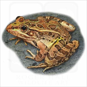 Rio Grande Leopard Frog illustration