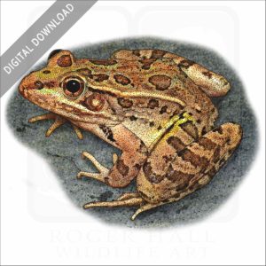Rio Grande or Mexican Leopard Frog stock image