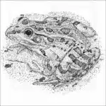 Rio Grande Leopard Frog