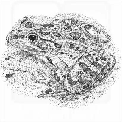 Rio Grande Leopard Frog
