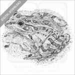Rio Grande or Mexican Leopard Frog