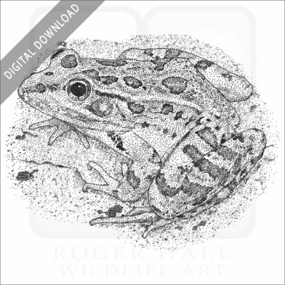 Rio Grande or Mexican Leopard Frog