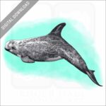 Risso's Dolphin stock image