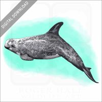 Risso's Dolphin stock image