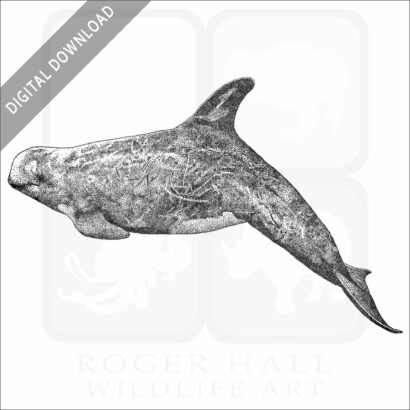 Risso's Dolphin