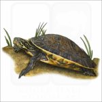 River Cooter illustration