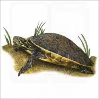River Cooter illustration