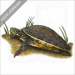 River Cooter stock image