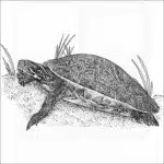 River Cooter