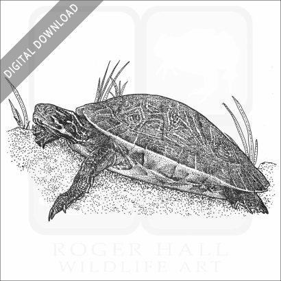 River Cooter