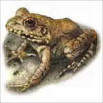 River Frog illustration