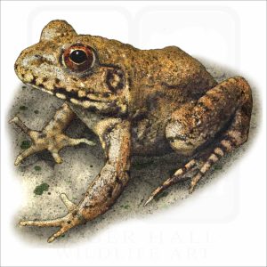 River Frog illustration