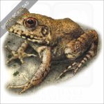 River Frog stock image