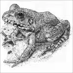River Frog