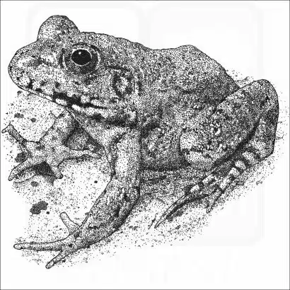 River Frog