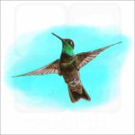 Rivoli's Hummingbird illustration