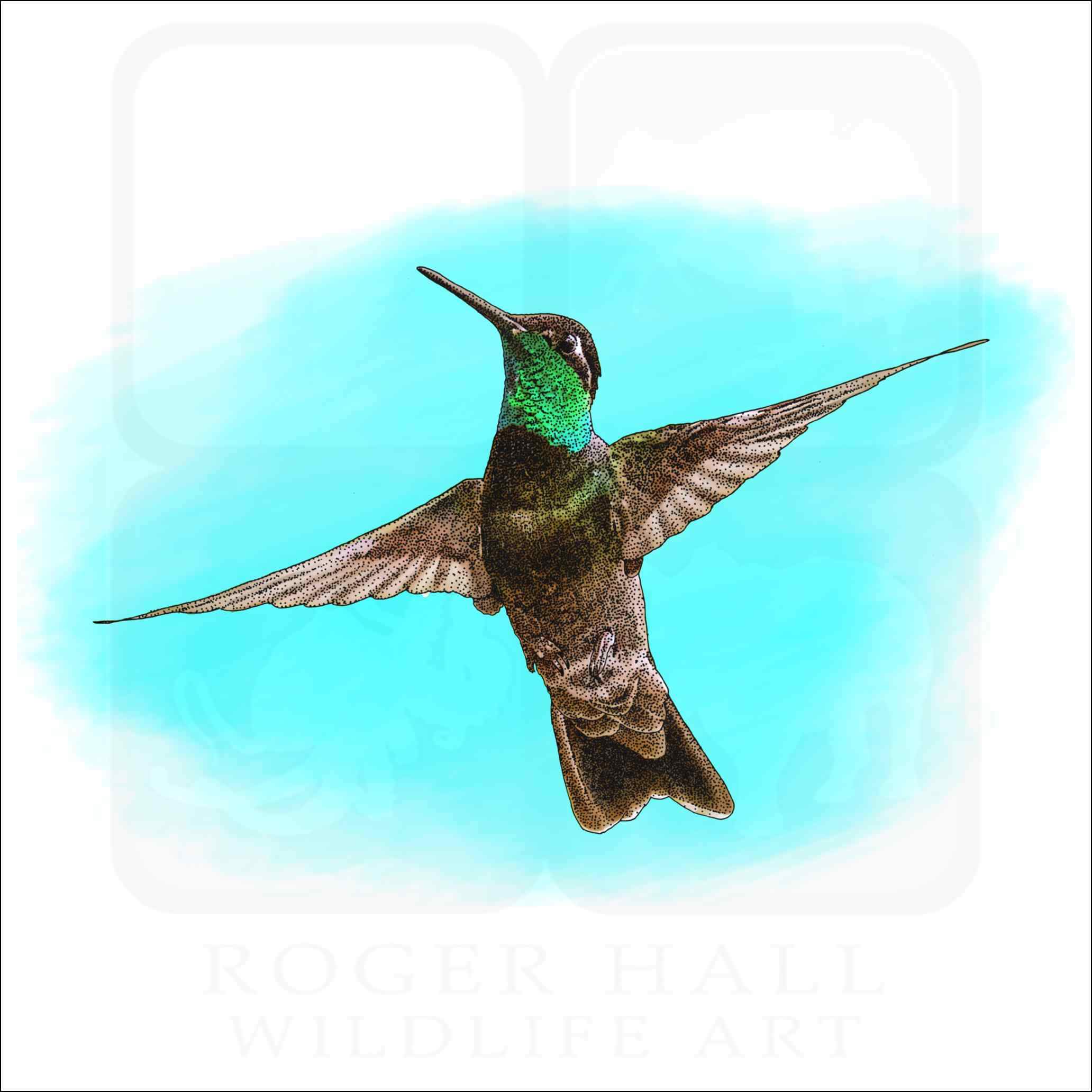 Rivoli's Hummingbird - Signed Fine Art Print