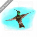 Rivoli's Hummingbird stock image