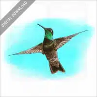 Rivoli's Hummingbird stock image