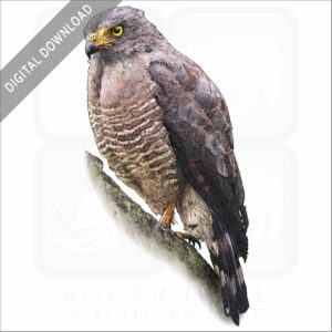 Roadside Hawk stock image