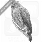 Roadside Hawk