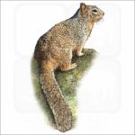 Rock Squirrel illustration