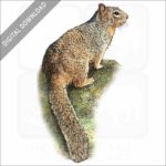 Rock Squirrel stock image